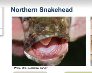 snakehead invasive